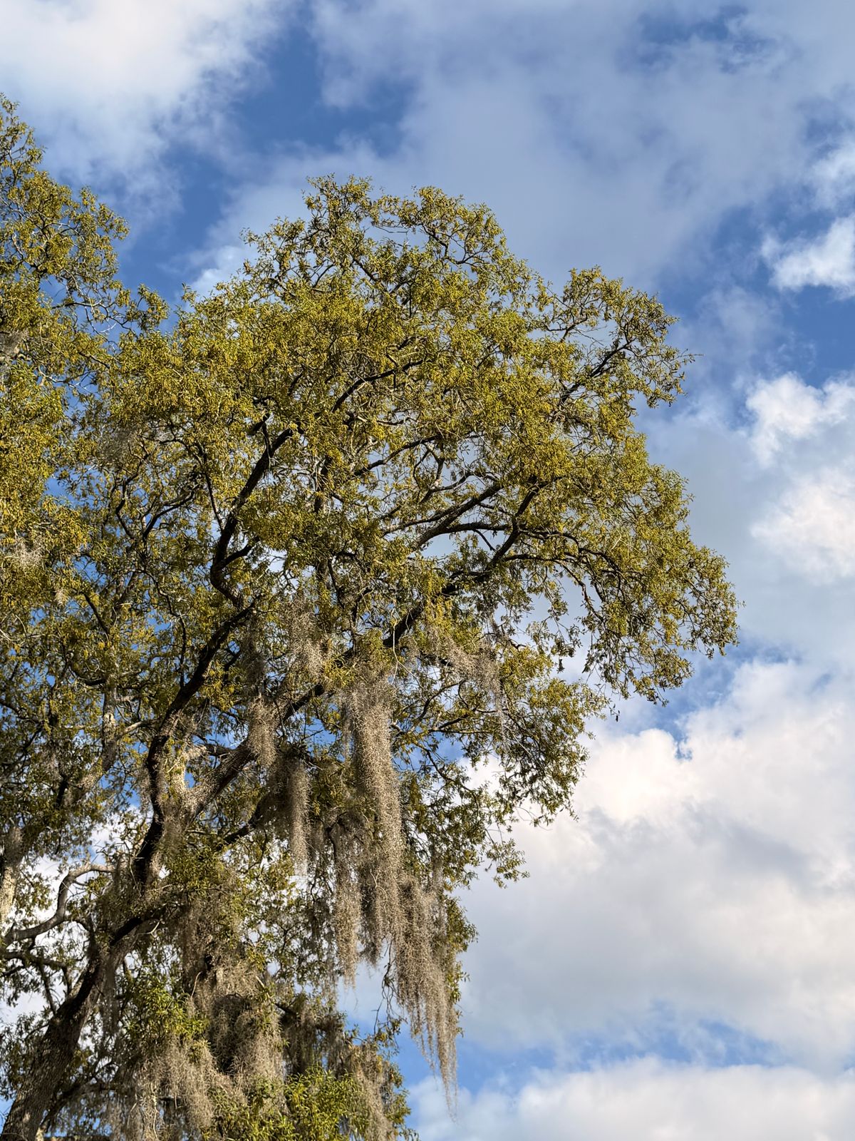 Southern live oak draped in Spanish moss in the Baton Rouge area
