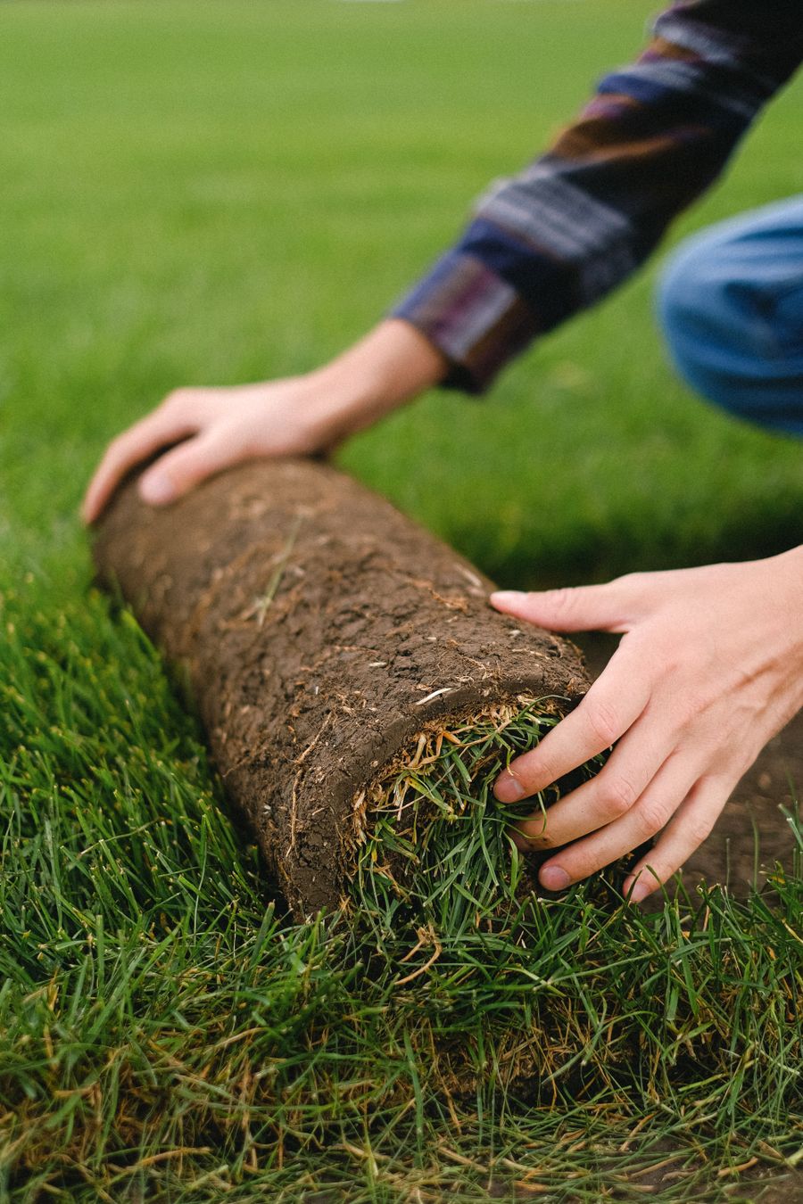 Fresh sod being installed on prepared soil